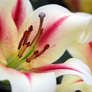 Fragrant lilies, Most fragrant lilies, Lilies for cutting, Orienpet Lilies